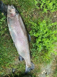 Rainbow Trout