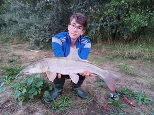 Barbel