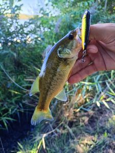 Largemouth Bass
