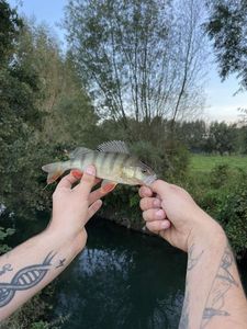 European Perch