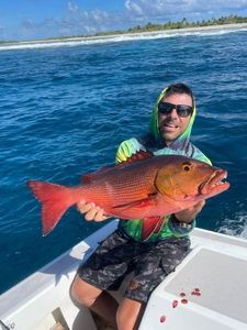 Two-spot Red Snapper