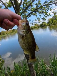 Largemouth Bass