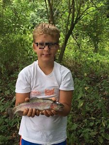 Rainbow Trout
