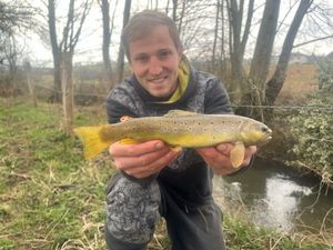 Brown Trout