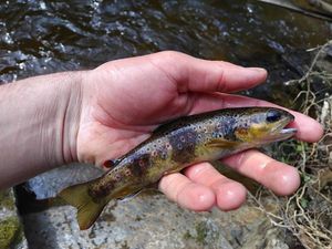 Brown Trout