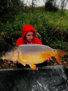 Mirror Carp