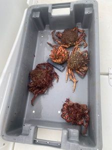 Araignée de Mer Atlantique