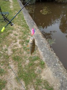 European Perch