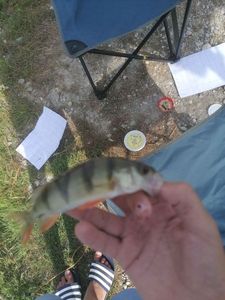 European Perch