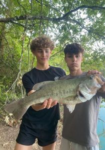 Largemouth Bass