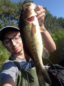 Largemouth Bass