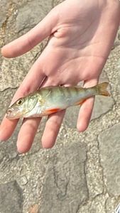 European Perch