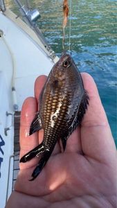 Damselfish
