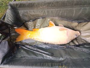 Leather Carp