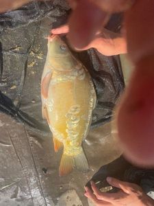 Mirror Carp