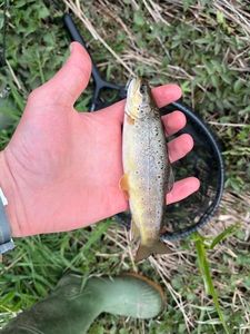 Brown Trout