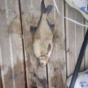 Common Bream