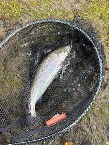 Rainbow Trout