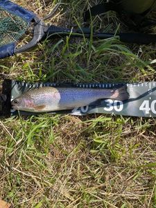Rainbow Trout