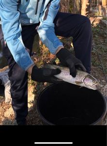 Rainbow Trout