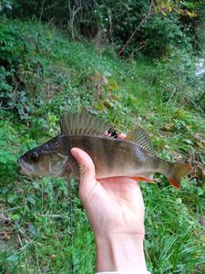 European Perch