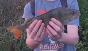 European Perch