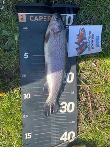 Rainbow Trout