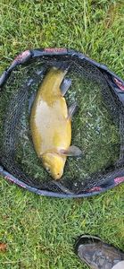Tench