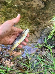 Brown Trout
