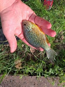 Pumpkinseed