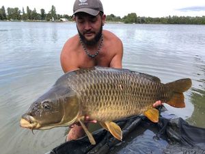 Common Carp