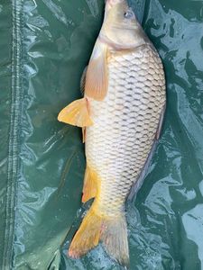 Common Carp