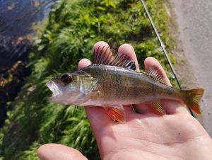 European Perch
