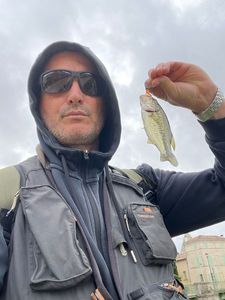 Largemouth Bass