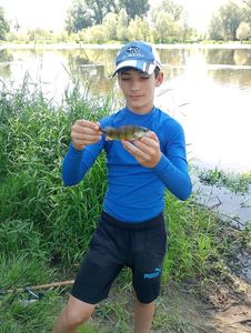 European Perch