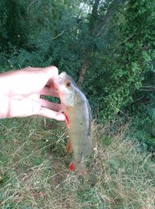 European Perch