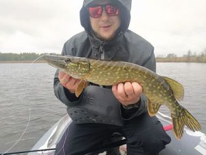 Northern Pike
