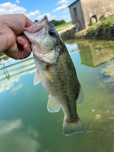 Largemouth Bass