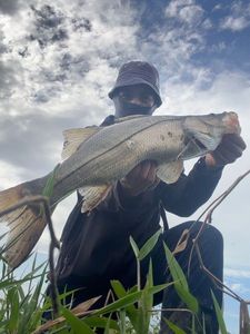 Atlantic Snook