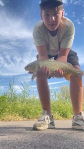 Common Carp