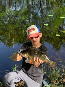 European Perch