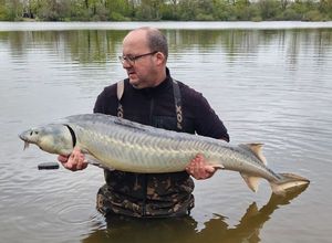 Sturgeon