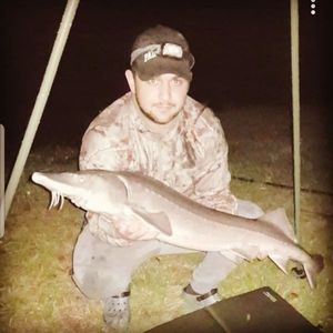 Sturgeon