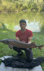Sturgeon