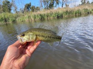 Largemouth Bass