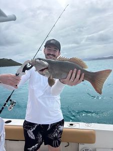Bluespotted seabass