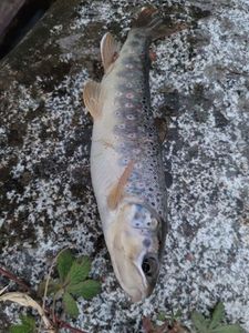 Brown Trout