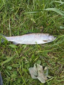Rainbow Trout
