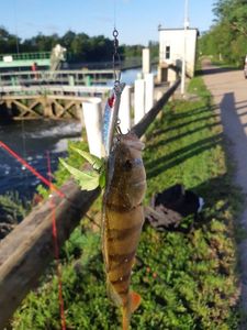 European Perch