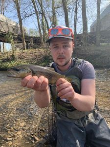 Brown Trout